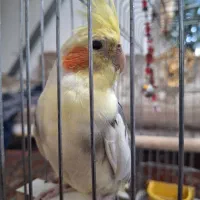 یک جفت عروس هلندی  سخنگو