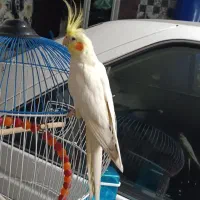 عروس هلندی
