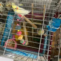 نی انبان. تاکسی دربست|سازهای بادی|دیلم, |دیوار