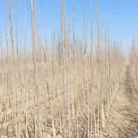 فروش سر شاخه نهال صنوبر به ارتفاع دو متربه بالا