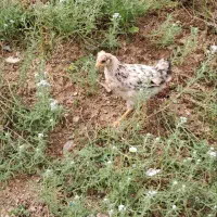 جوجە|حیوانات مزرعه|مریوان, |دیوار