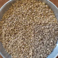 بذر چغندر لبویی کانیون