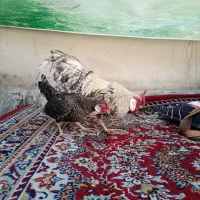 مرغ خورس منیاتوری رزکامپ