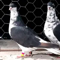 کبوتر اس رنگی و فری|پرنده|گنبد کاووس, |دیوار