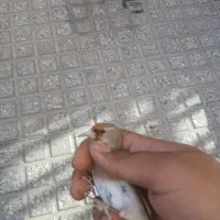 سهره نر|پرنده|بجنورد, |دیوار