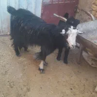 بز با کره