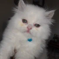 پرشین بریتیش