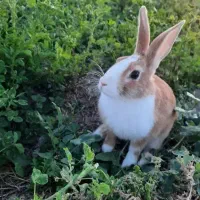 واگذاری خرگوش