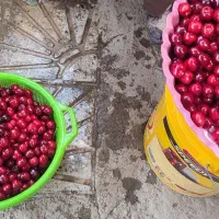 باغ زیبا و دلنشین