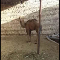 گوساله چاق شتر نذری چاق فروشی قم