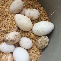 تخم اسراعیلی و قو غاز