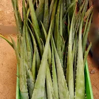 آلوورا خوراکی وآرایشی