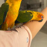 خریدار واقعی پیام بده
