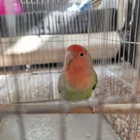 طوطی برزیلی