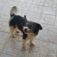 ۲تاسگ پاپی|سگ|داران, |دیوار