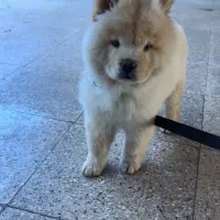 سگ چاوچاو سه ماه