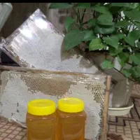 عسل طبیعی کوهی و گرده گل|خوردنی و آشامیدنی|تهران, جماران (نیاوران)|دیوار