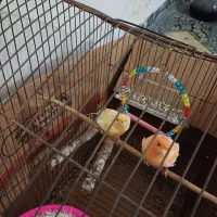 قناری نر و ماده.‌‌..ماده قرمز