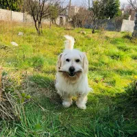 سگ گمشده ۴ میلیون مژدگانی