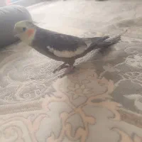 عروس هلندی نرسخنگو