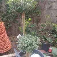 بصورت محدود و زیبا و در گلدانهای بزرگ و خاکی غنی|گل و گیاه طبیعی|رودسر, |دیوار