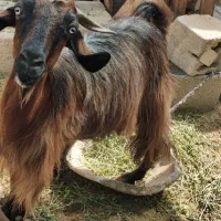 بز گوشتی|حیوانات مزرعه|ایرانشهر, |دیوار