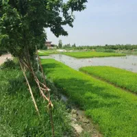 ۱۹۰هکتار/بر خیابان اصلی/۴۰۰۰متر بر/علی آباد|فروش دفتر صنعتی، کشاورزی، تجاری|گرگان, |دیوار