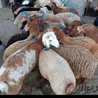 فروش گوسفند زنده فردیس بنفشه وحدت منظریه