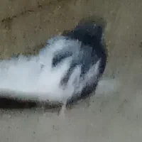 یک جفت کله سبز
