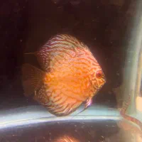 دیسکس.معاوضه با فرانتوزا