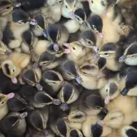 فروش ویژه انواع جوجه اردک