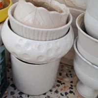 فروش|گل و گیاه طبیعی|یزد, |دیوار