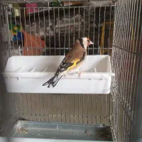 شستی کت سلیبی|پرنده|خرم‌آباد, |دیوار