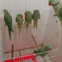 شاه طوطی جوجه پرورش خانگی رام رام