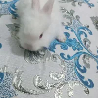 خرگوش|موش و خرگوش|بافق, |دیوار