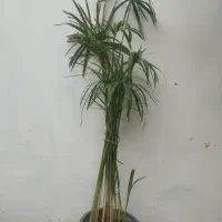 فروش تعدادی قلمه و گل آپارتمانی تکی یا کلی