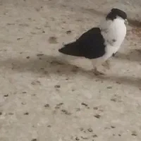 دوبال سیاه کاکلی معاوضه