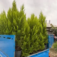 لاوسون و مورت ( کاج طلایی)|گل و گیاه طبیعی|شیرود, |دیوار