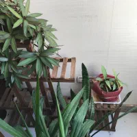استند گل