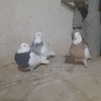 کفتر طوقی  خوب