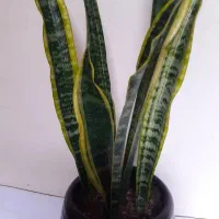 سانسیوریا شمشیری ابلق