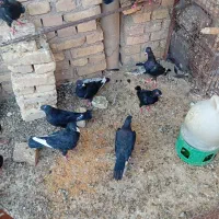 زاجر|پرنده|یزد, |دیوار