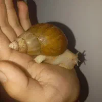 حلزون(اجتینا)|خزنده|ارومیه, |دیوار