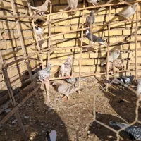 کبوتر|پرنده|تاکستان, |دیوار