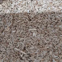 کتان دان قناری کیلوی ۷۰ تومان