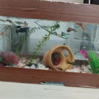 گوپی مولی بچه میگو حلزون لجنخوار