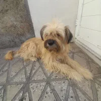 حیوانات خانگی|سگ|اسدآباد, |دیوار