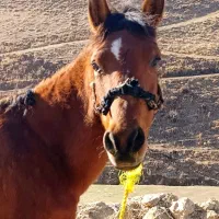 اسب مادیان کورد عرب