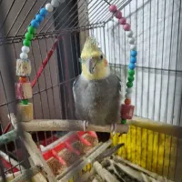 پرنده‌(عروس‌هلندی)|پرنده|طبقده, |دیوار