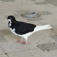 2 جفت کبوتر شهری طوقی